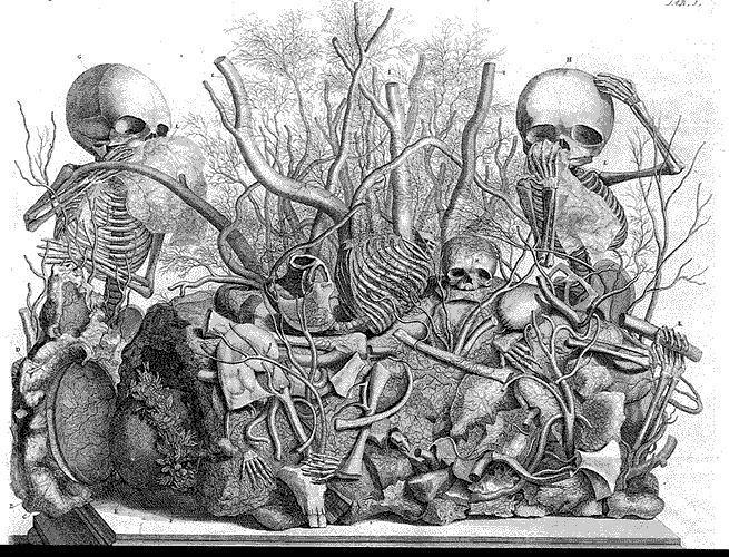 part of diorama by F. Ruysch